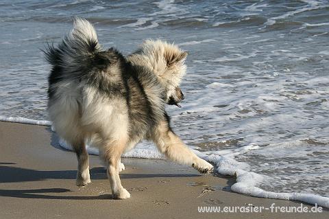 (Foto Goslar)_daenemark_2010_IMG_9711_Blavand_Strand.jpg - ... nur Neele mchte keine nassen Fe bekommen.